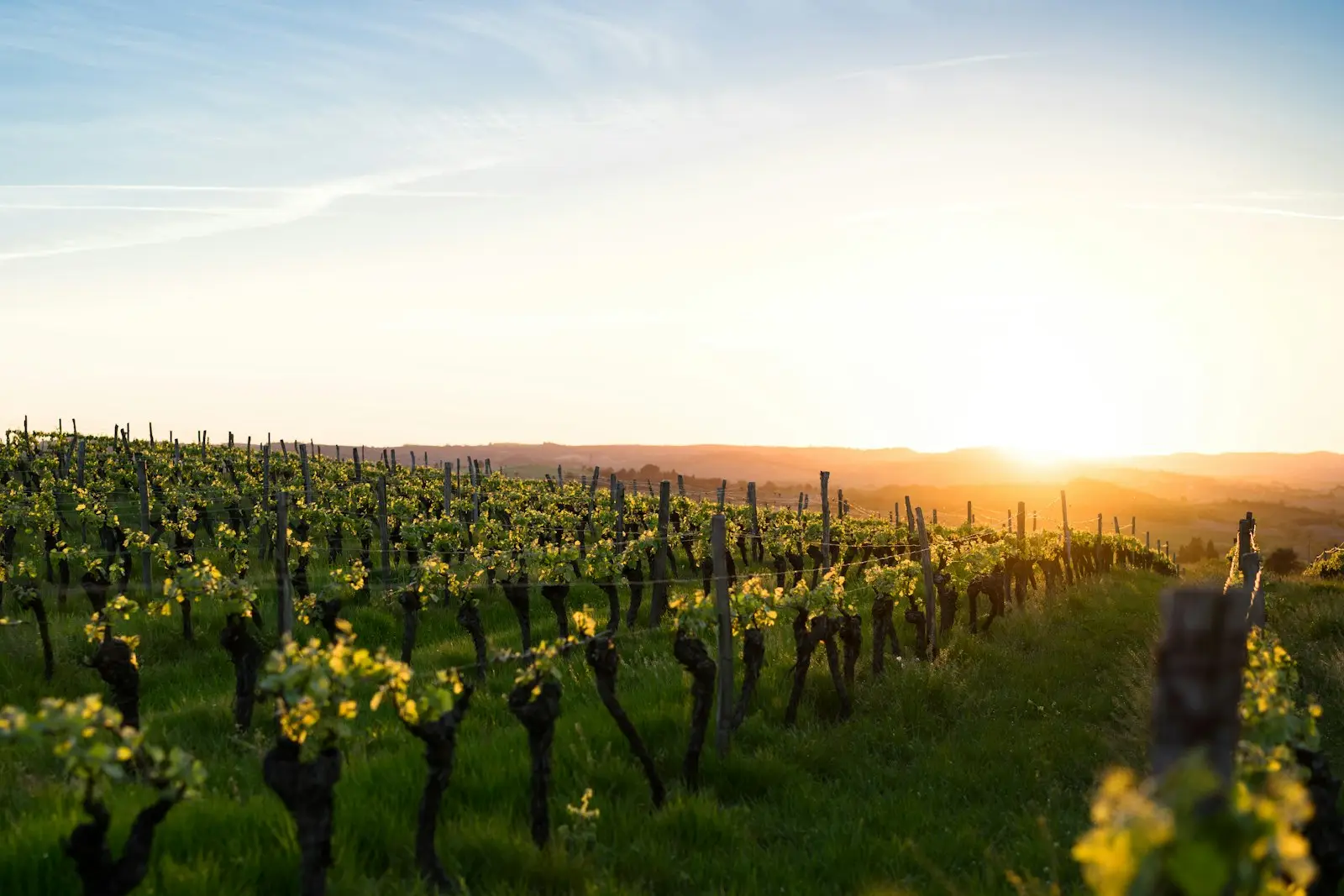au cœur des vignobles / oenotourisme | Lieux de Retraites