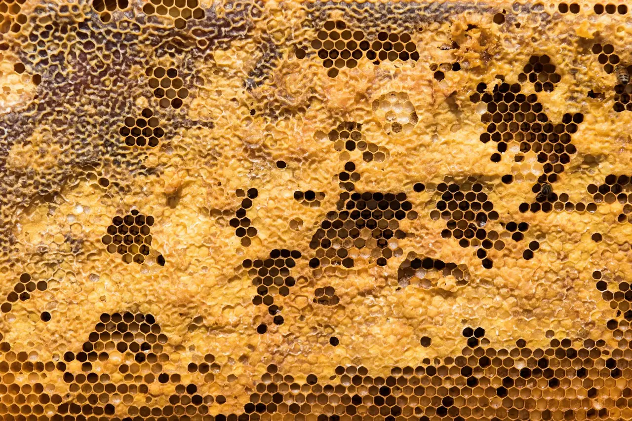 Gros plan d'une ruche avec des abeilles