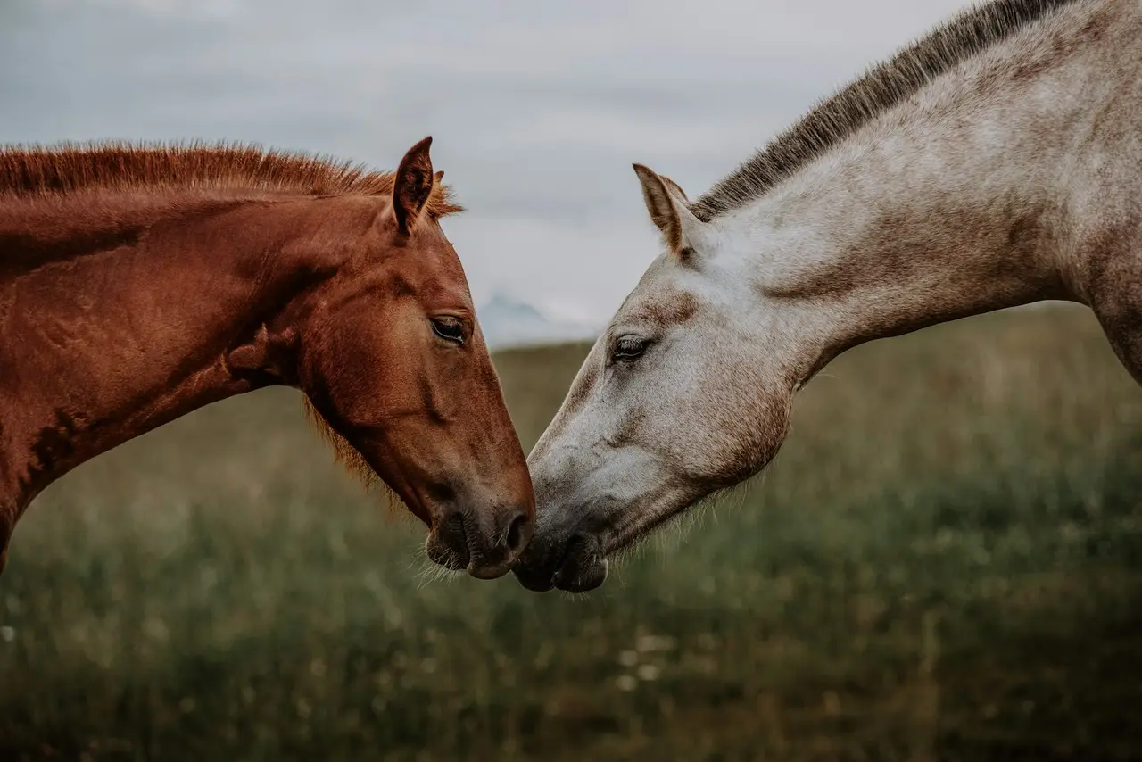 Une séance d'équithérapie avec un cheval et un participant.