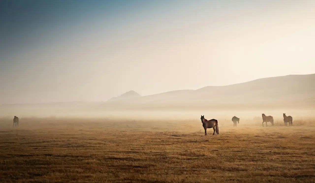 Un paysage naturel avec un cheval en liberté.