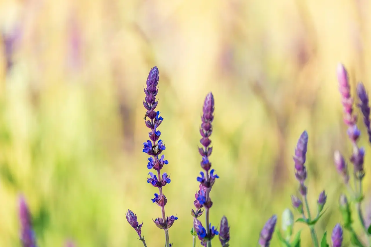 Huiles essentielles et stress : les utiliser avec douceur pour retrouver le calme — détail nature