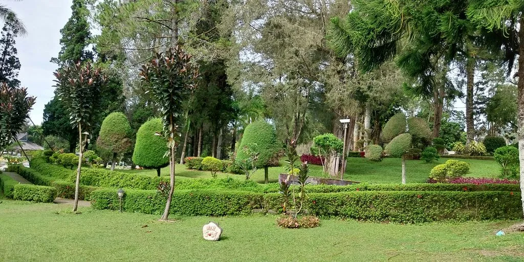 a garden with bushes and trees