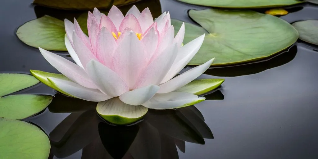 rule of thirds photography of pink and white lotus flower floating on body of water