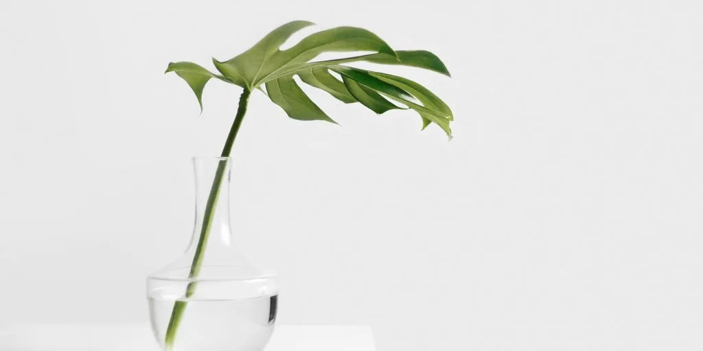 Cheese plant leaf in clear glass vase
