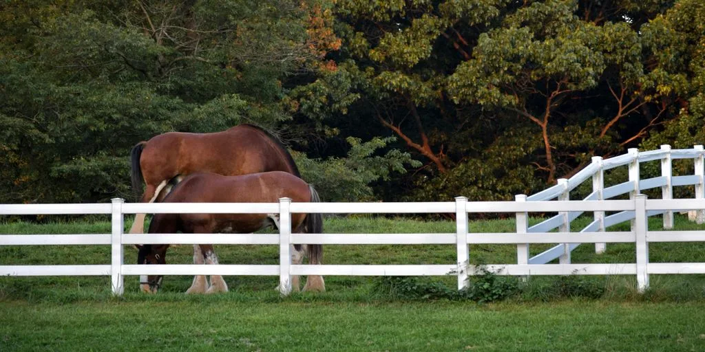 a couple of horses that are standing in the grass