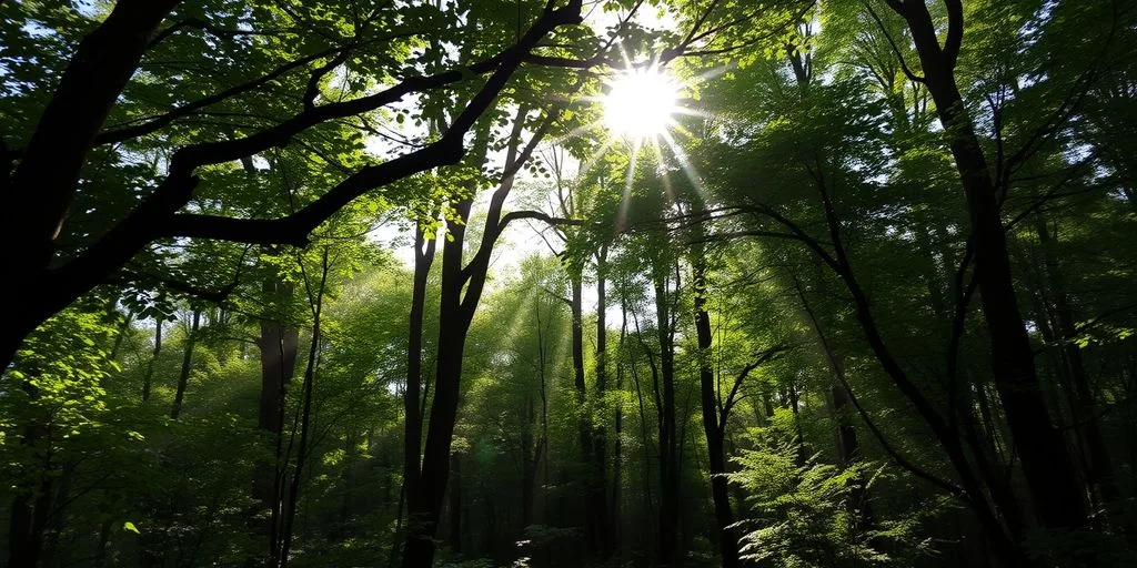 Scène de forêt sereine avec lumière filtrant à travers les arbres.