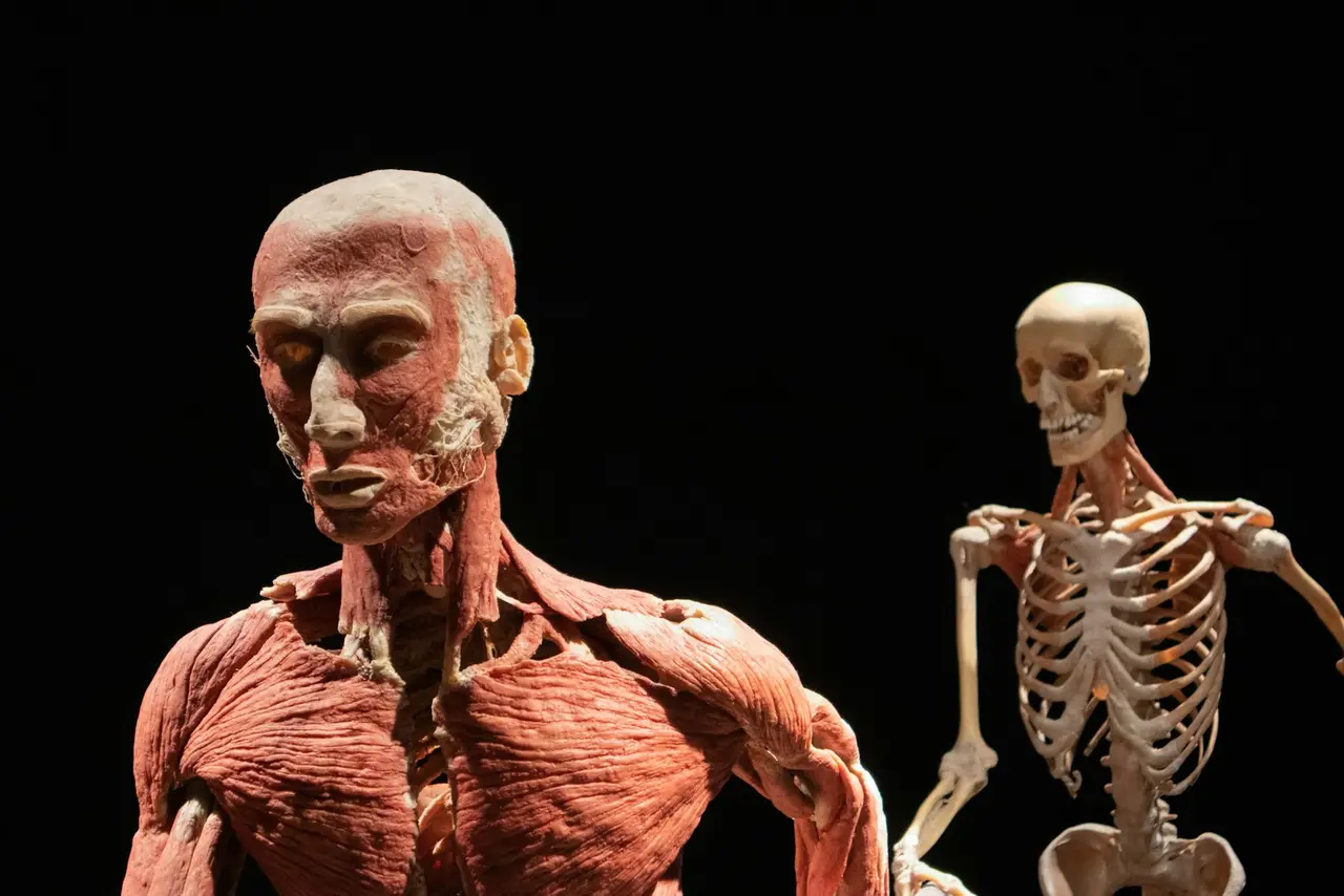 Mouvement du corps humain illustrant la kinésiologie.
