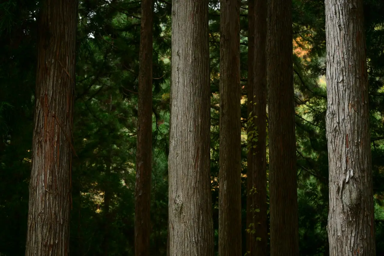 une scène paisible de forêt avec des arbres majestueux