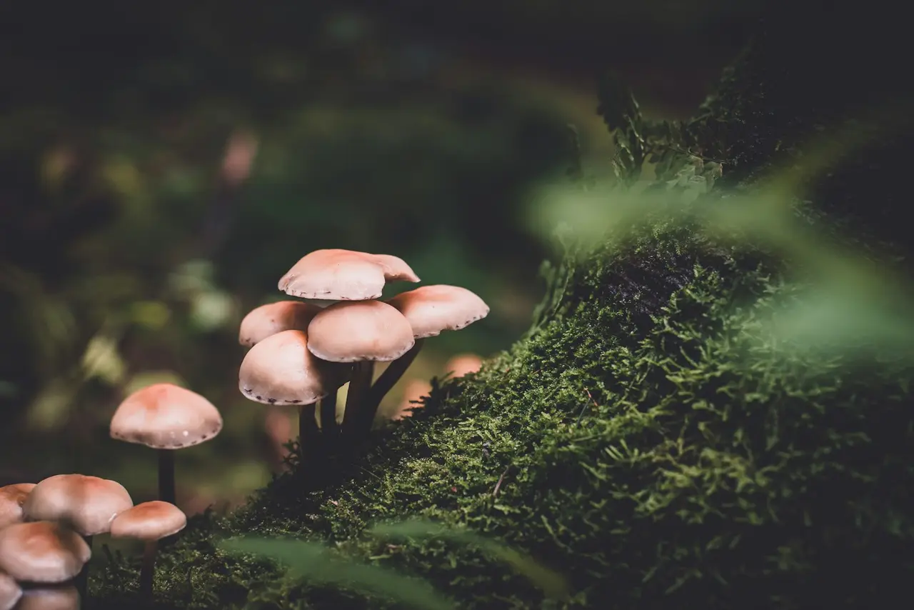 Mycothérapie : comprendre les bienfaits des champignons médicinaux pour une santé plus naturelle — ambiance douce