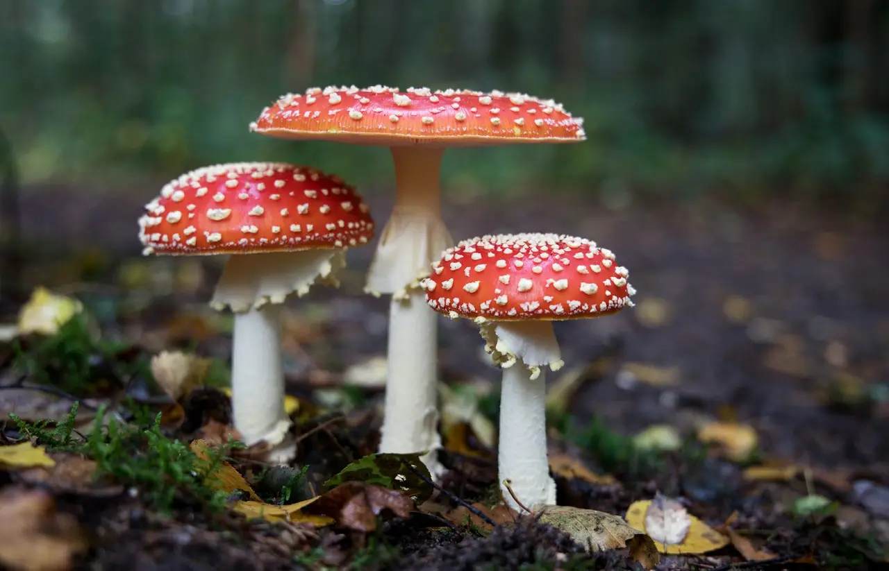 Mycothérapie : comprendre les bienfaits des champignons médicinaux pour une santé plus naturelle — détail nature