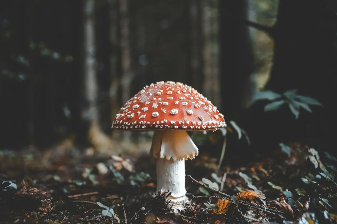 Mycothérapie : comprendre les bienfaits des champignons médicinaux pour une santé plus naturelle — ressourcement