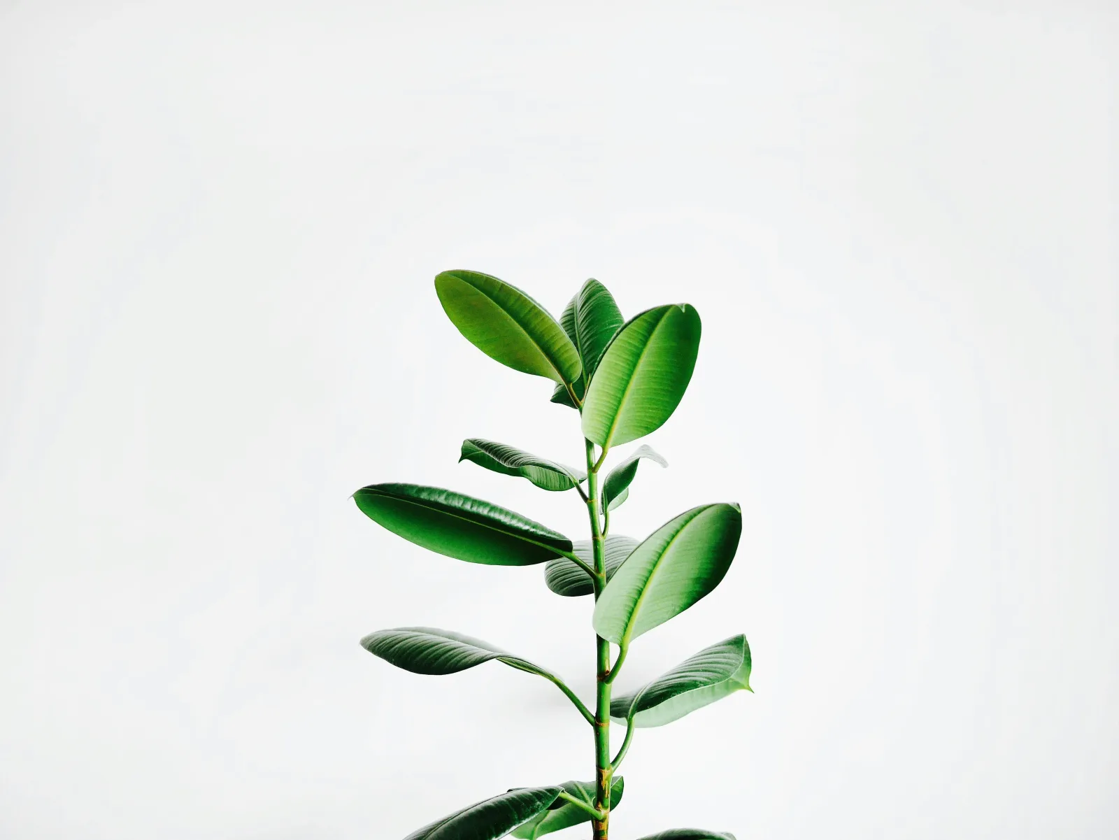 plantes adaptogènes | Lieux de Retraites