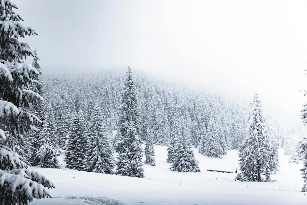 Un paysage d'hiver enneigé représentant le mois de janvier.