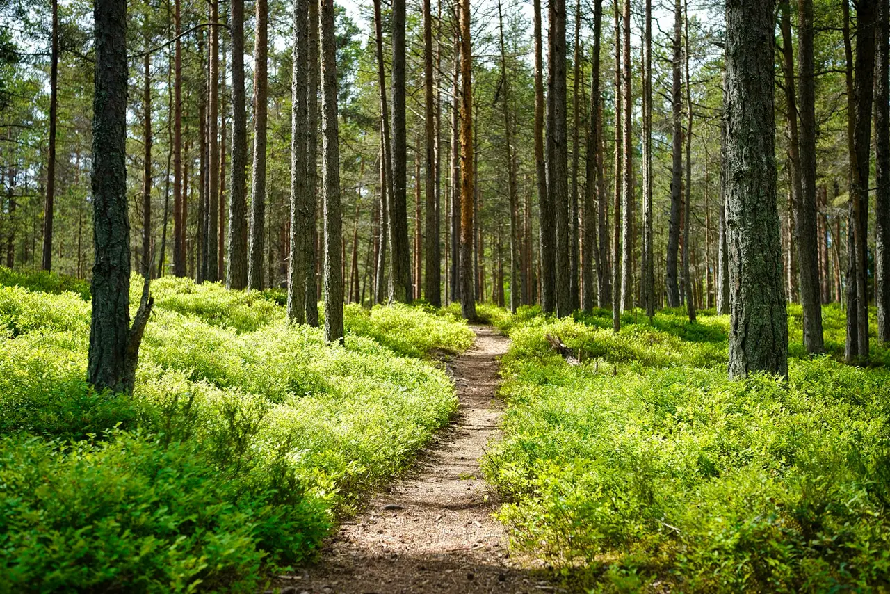 un chemin calme dans une forêt apaisante