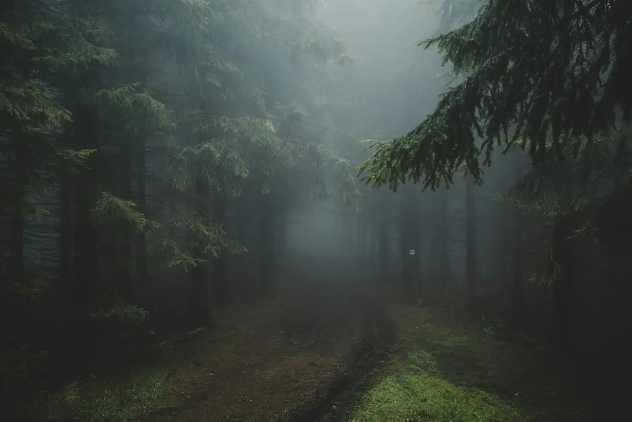 Chemin forestier dans la brume pour une retraite bien-être nature