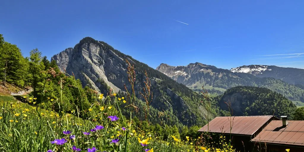 a view of a mountain range with wildflowers and mountains in the background