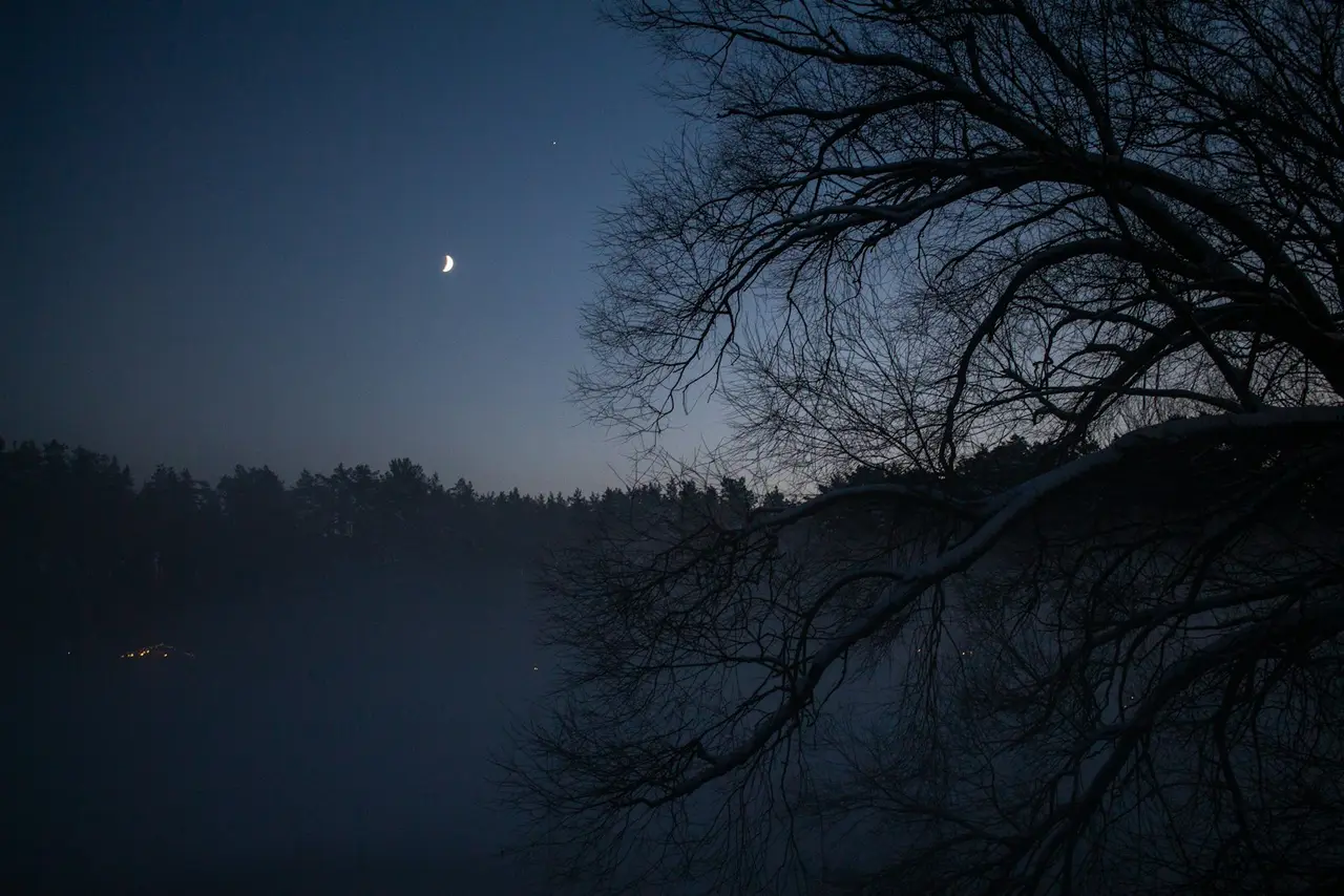 Lumière de lune filtrant à travers les arbres.