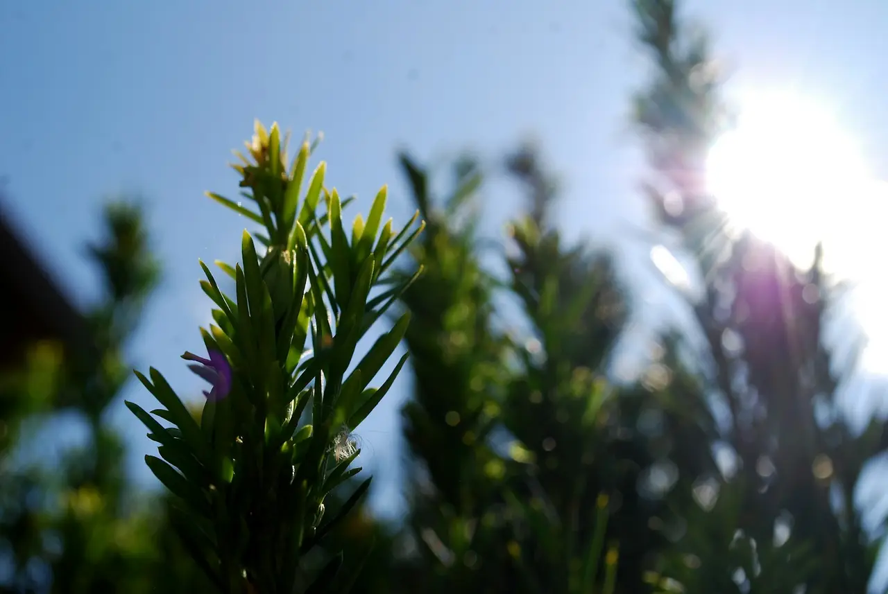 Salutation au soleil : guide doux pour pratiquer Surya Namaskar au quotidien — détail nature
