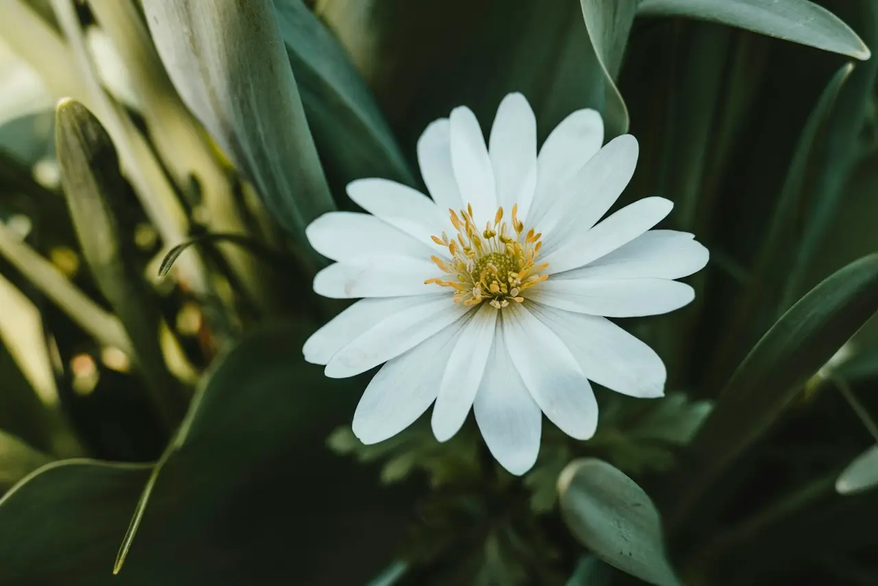 Fleurs blanches en pleine nature, symbole de pureté.